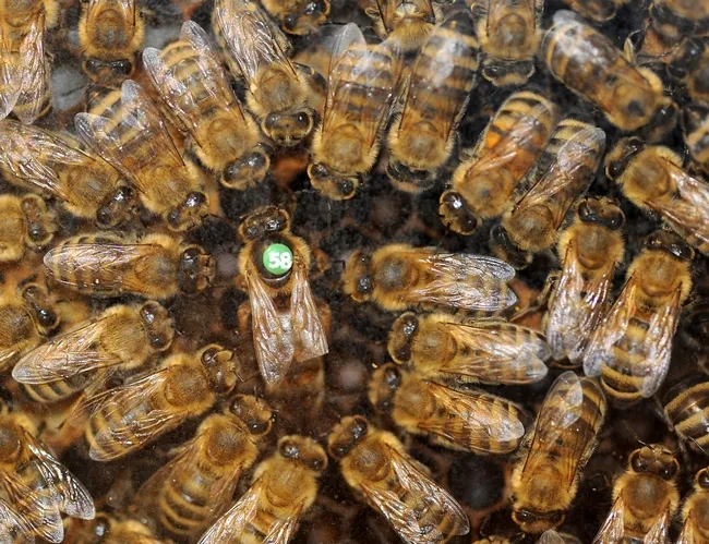 Bee observation hive shows a queen and her court. (Photo by Kathy Keatley Garvey
