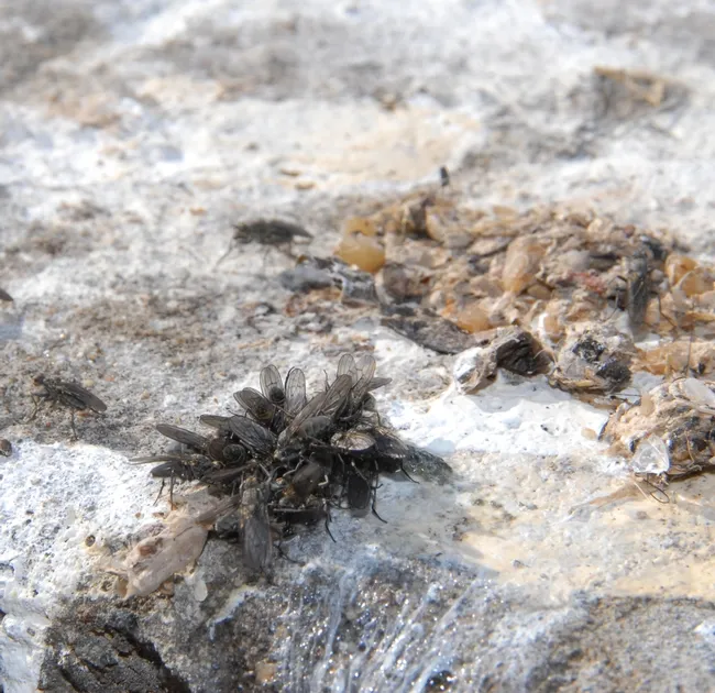 Kelp flies or cormorant flies (Fucillia thinobia) on Alcatraz. (Photo by Kathy Keatley Garvey)