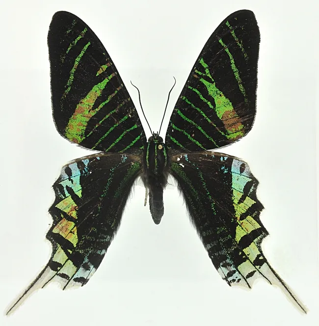 Urania leilu at the Bohart Museum of Entomology.