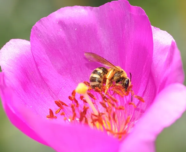 Sweat bee (genus Lasioglossum) visiting rock purslane. (Photo by Kathy Keatley Garvey)