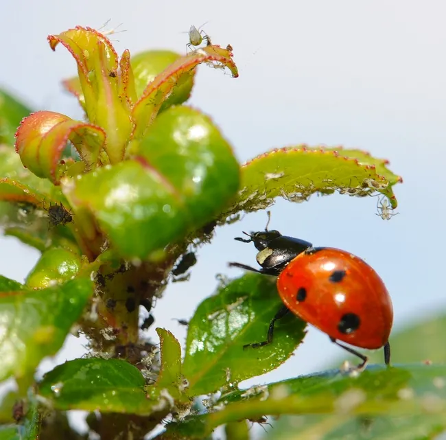 Ladybug, aka lady beetle, chasing aphids. (Photo by Kathy Keatley Garvey)