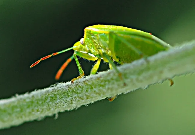 Redshouldered stink bug on a lavender stem. (Photo by Kathy Keatley Garvey)