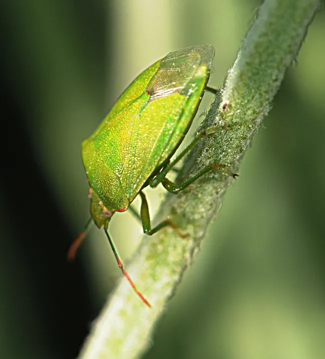 Stink bug scoots down a stem. (Photo by Kathy Keatley Garvey)