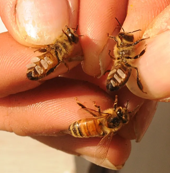 Two wax builders and their sister on the hand of Susan Cobey. (Photo by Kathy Keatley Garvey)