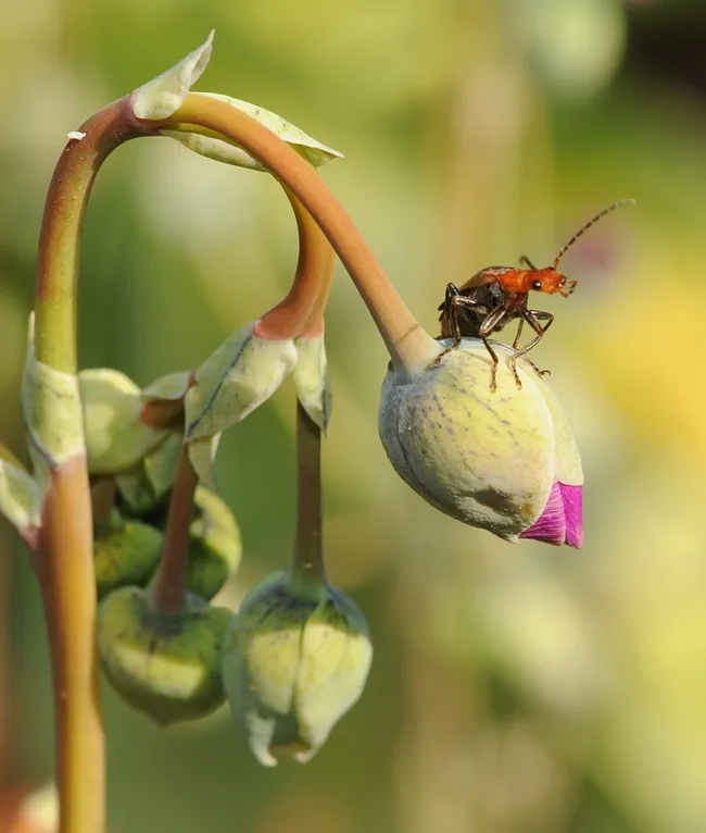 Soldier beetle (famiy Cantharidae) perched on rock purslane bud. (Photo by Kathy Keatley Garvey)