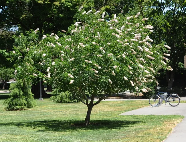 California buckeye in bloom behind Hoagland Hall at UC Davis. (Photo by Kathy Keatley Garvey)