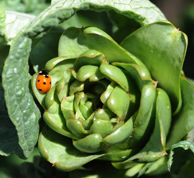 Ladybug looking for food on an artichoke. (Photo