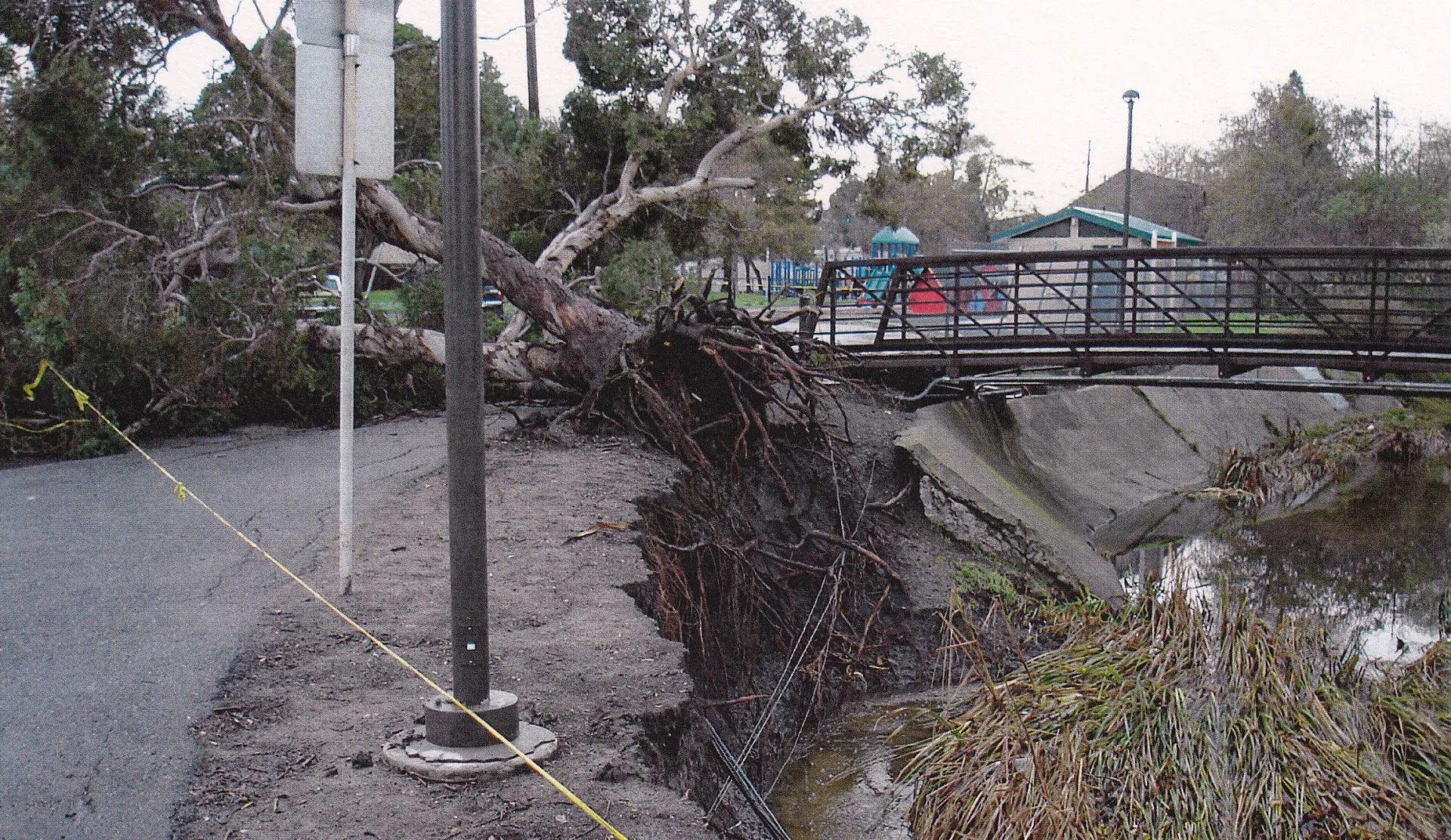 Eucalyptus gunnii (cider gum). There is one report for this species in the database. Photo: C. Llata
