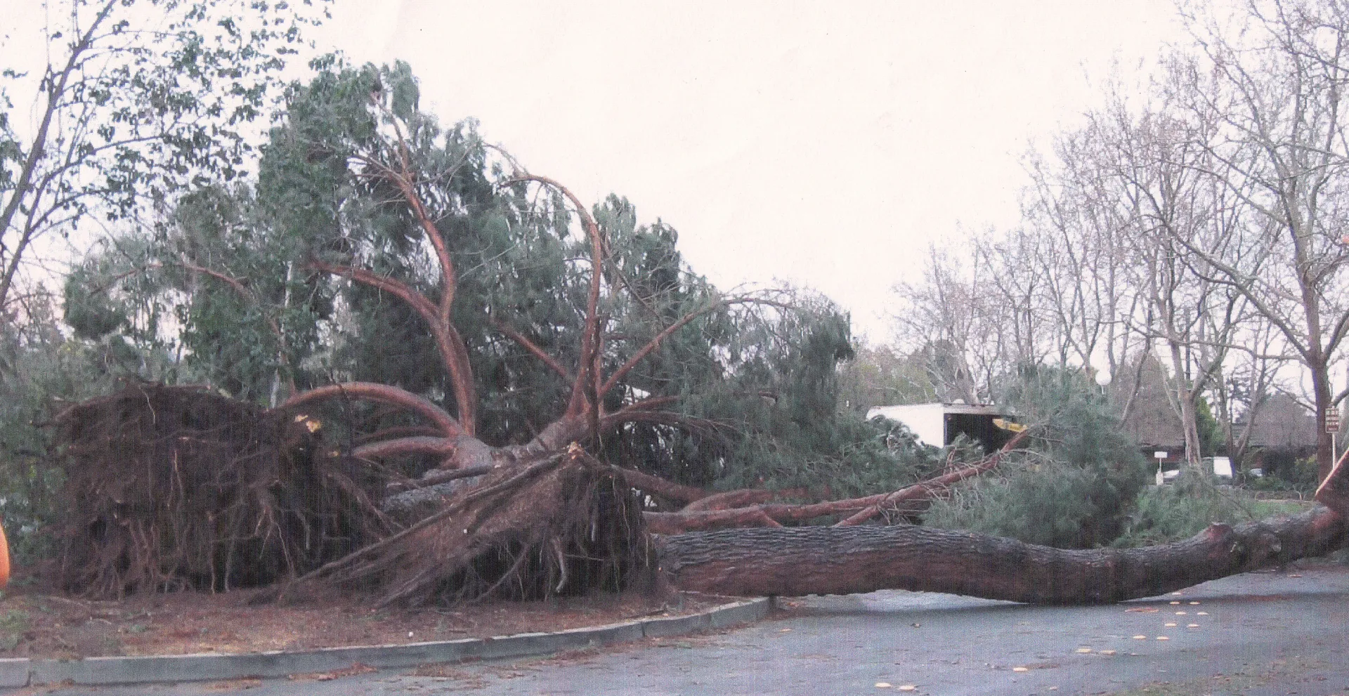 Italian stone pine root failure