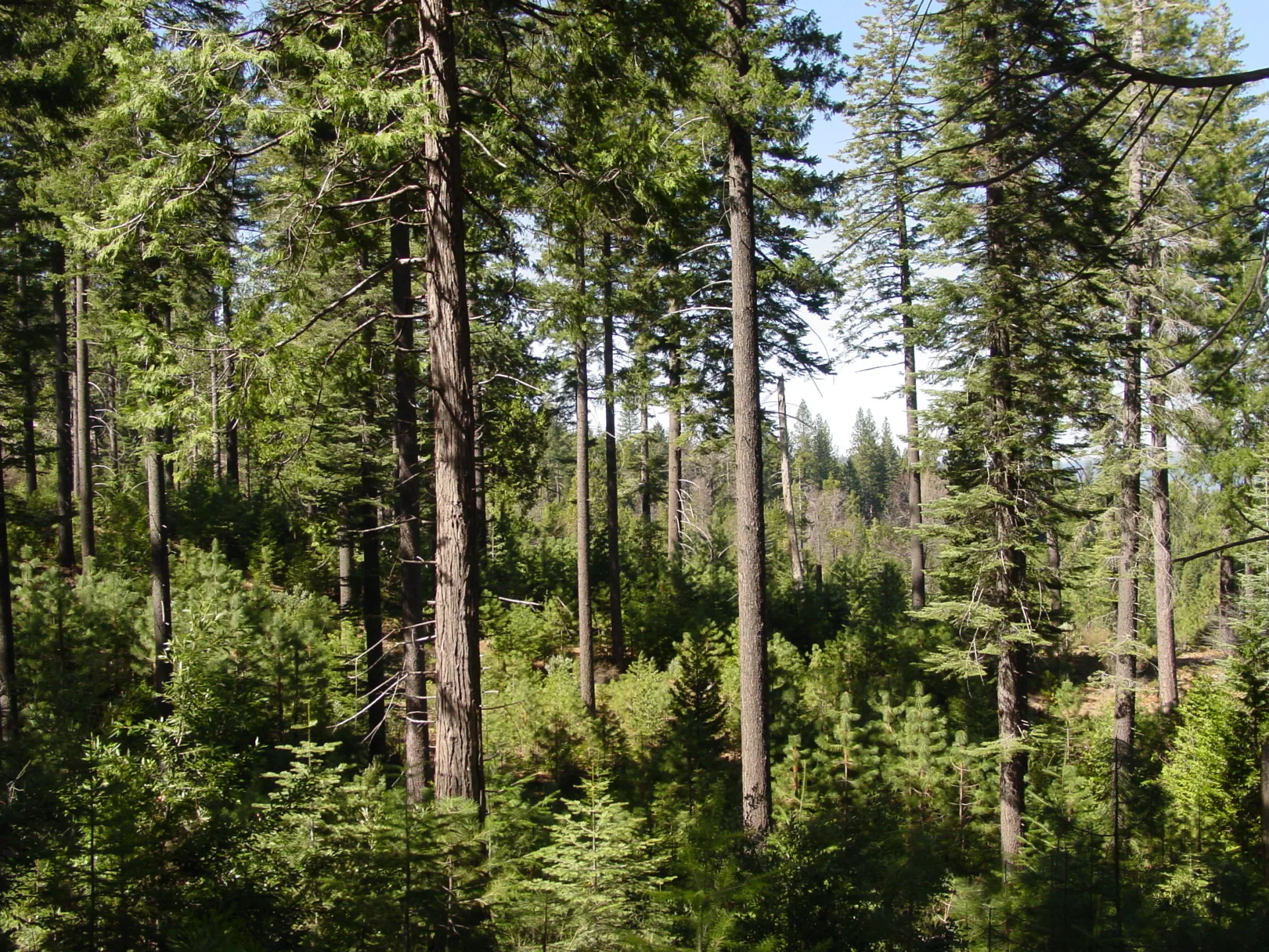 Forest regenerating through use of a shelterwood cut
