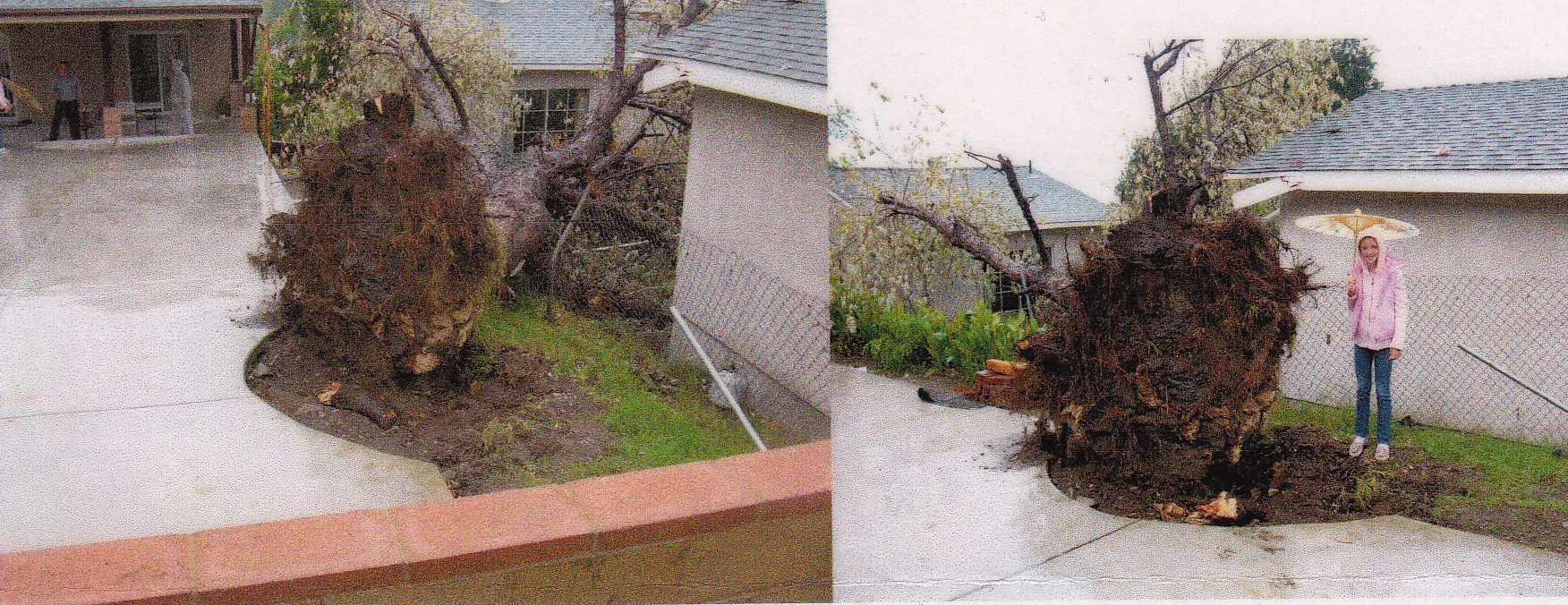 Acer sacharrinum (silver maple) root failure. There are 27 reports for this species in the database. Photo: C. Crotty