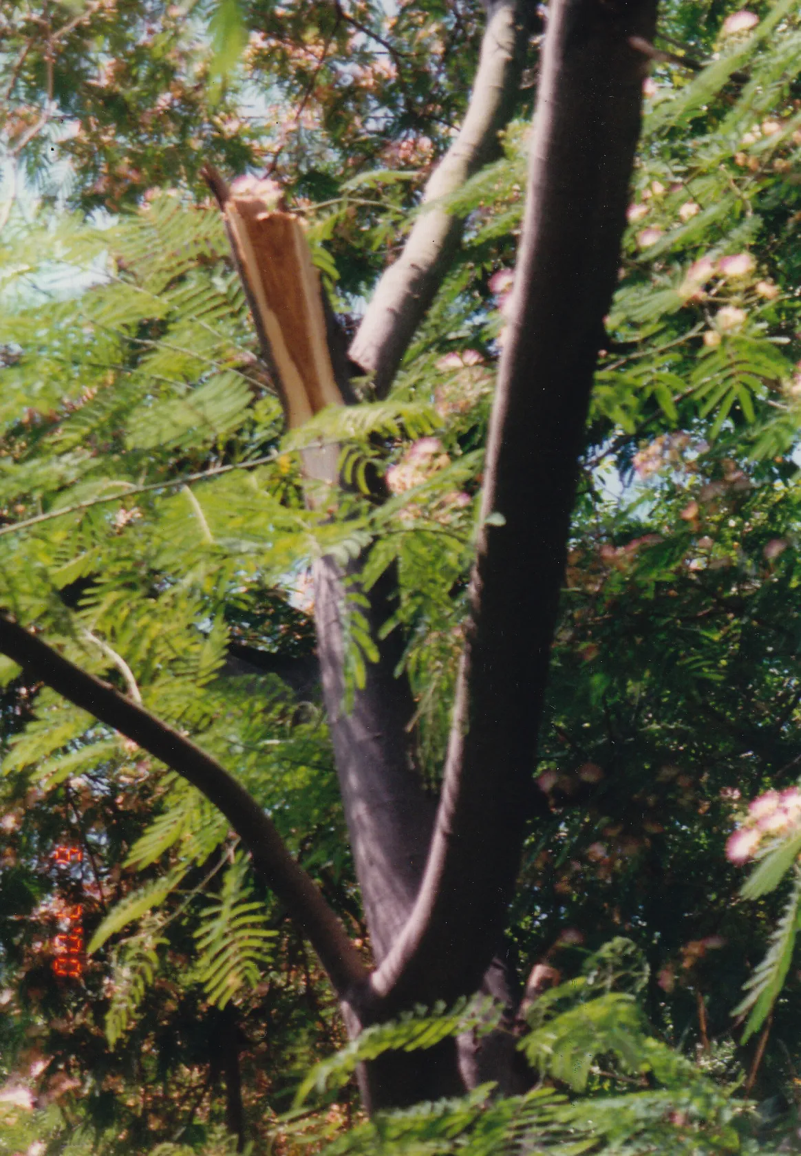 Albezia julibrissin (silk tree) trunk failure. There are 13 reports for this species in the database. Photo: unknown