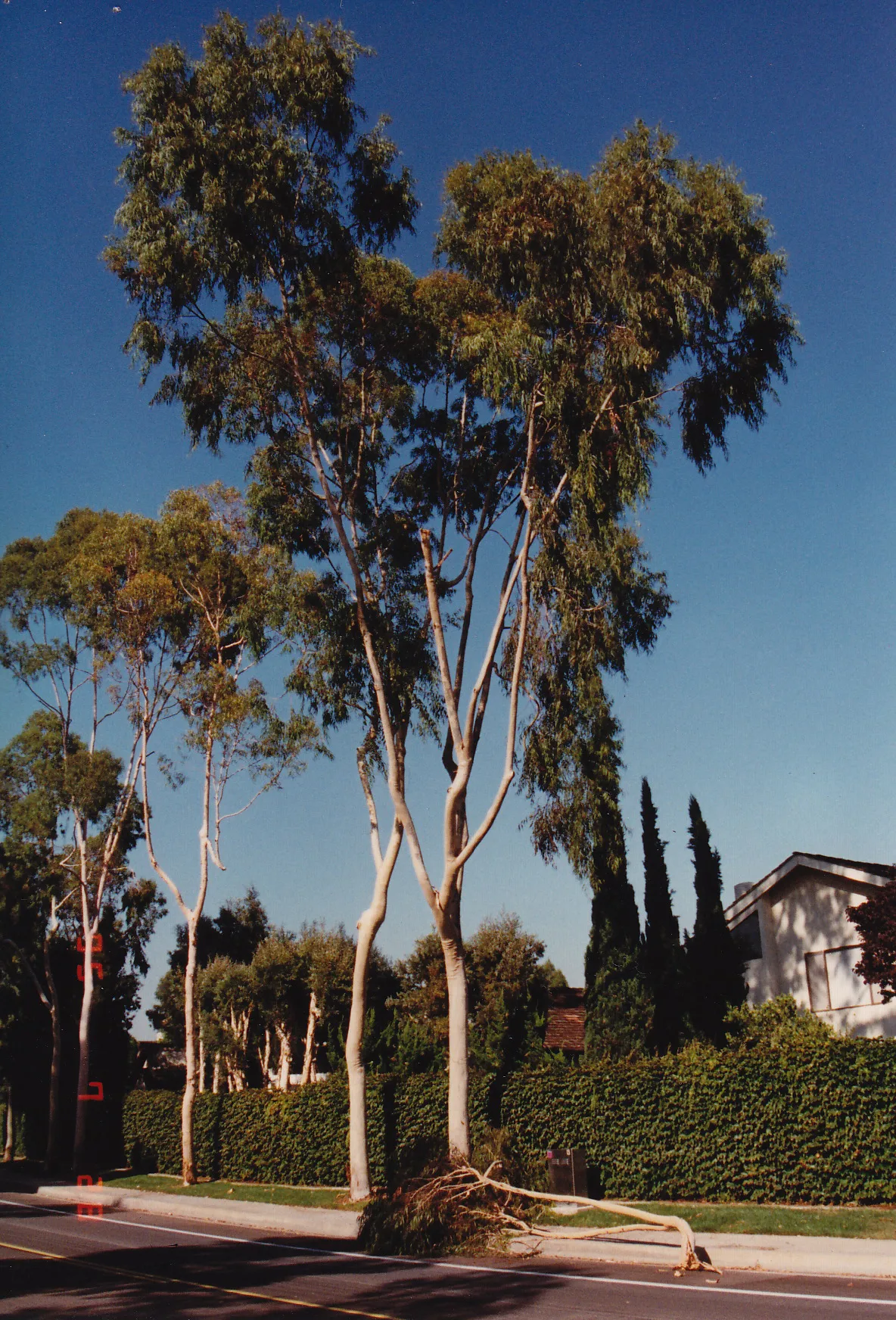 Eucalyptus citriodora (lemon-scented gum) branch failure. There are 20 reports for this species in the database.
