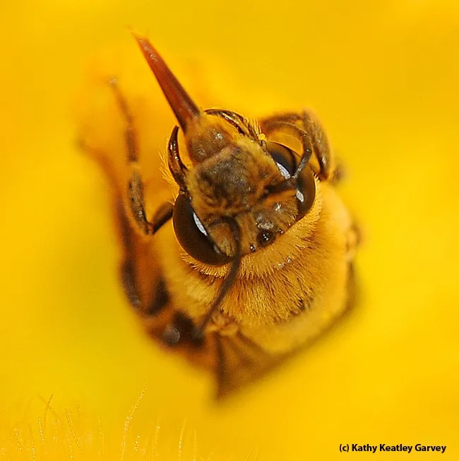 Close-up of tongue of male squash bee. (Photo by Kathy Keatley Garvey)