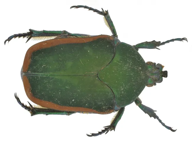 June bug, aka fig beetle (Cotinus mutabilis) at the Bohart Museum of Entomology. (Photo by Andrew Richards)