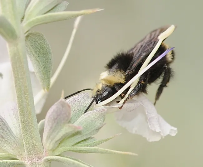 Yellow-faced bumble bee (Bombus vosnesenskii) nectaring on California white sage. (Photo by Kathy Keatley Garvey)