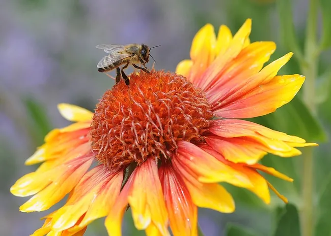 Honey bee nectaring on Gaillardia at Haagen-Dazs Honey Bee Haven, UC Davis. (Photo by Kathy Keatley Garvey)