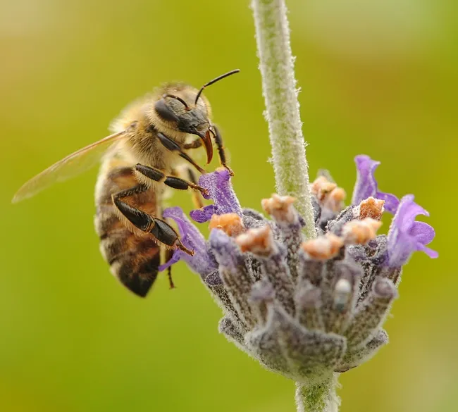 Honey bee nectaring on lavender. A UCSF team just discovered four new honey bee viruses. (Photo by Kathy Keatley Garvey