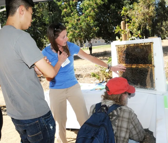 Insect virus researcher Michelle Flenniken, the Haagen-Dazs Postdoctoral Fellow at UC Davis, explains a bee colony. (Photo by Kathy Keatley Garvey)