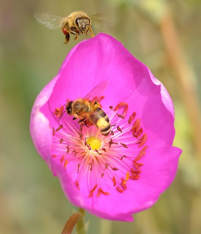 Pollen-packing honey bee heads toward a rock purslane blossom, already occupied by another worker. (Photo by Kathy Keatley Garvey)