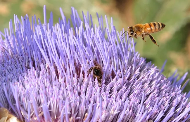 Honey bee heads for flowering artichoke in the Haagen-Dazs Honey Bee Haven at UC Davis. Photo by Kathy Keatley Garvey)
