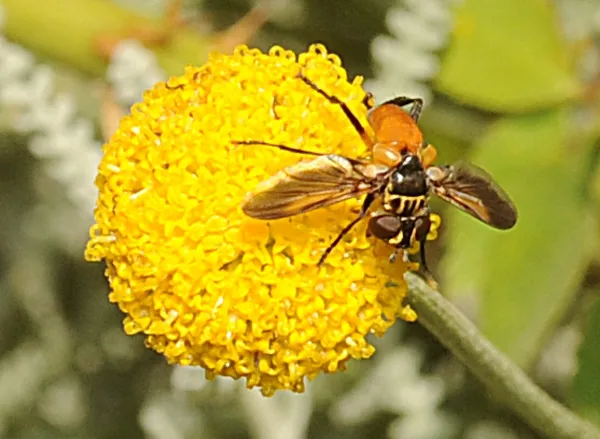 Distinctively colored tachinid fly, probably Trichopoda pennipes, on Santolina rosmarinifolia. (Photo by Kathy Keatley Garvey)