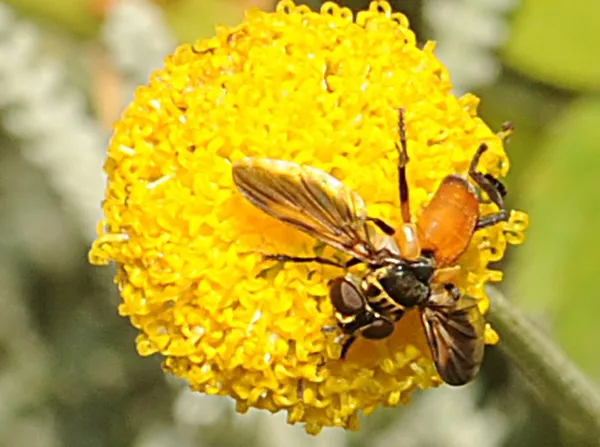 View from above of Trichopoda pennipes on Santolina rosmarinifolia. (Photo by Kathy Keatley Garvey)
