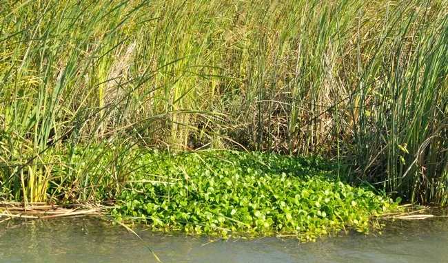Spongeplant- Brannan Island, Sacramento-San Joaquin Delta