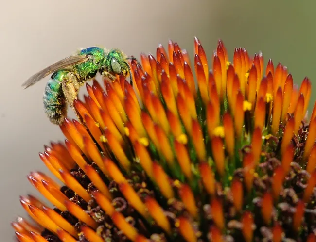 Metallic green sweat bee (Agapostemon texanus) foraging on a coneflower. (Photo by Kathy Keatley Garvey)