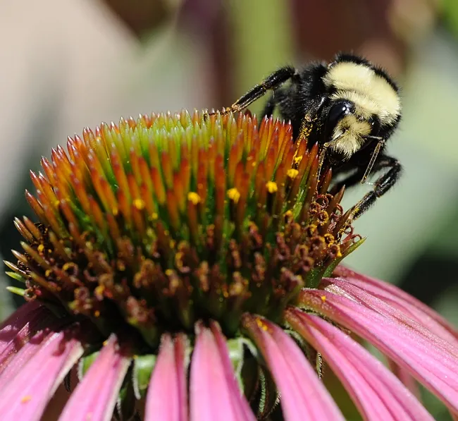 Yellow-faced bumble bee (Bombus vosnesenskii) nectaring a coneflower. (Photo by Kathy Keatley Garvey)