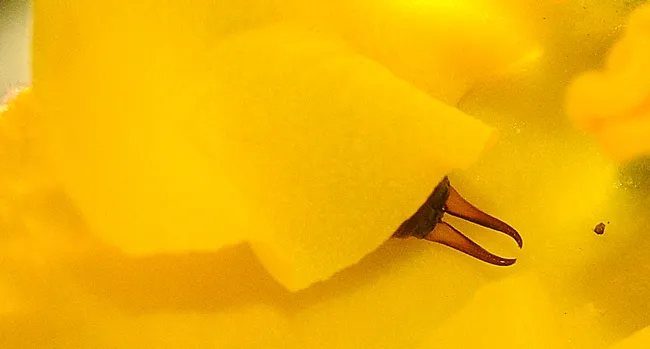 Tell-tale sign of an earwig. (Photo by Kathy Keatley Garvey)