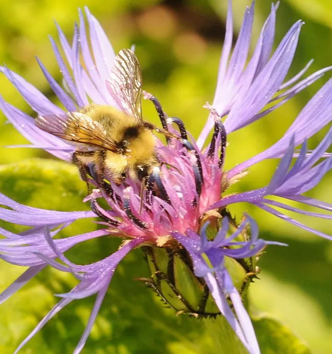 Male bumble bee (Bombus flavifrons) nectaring perennial cornflower (Centaurea montana). (Photo by Kathy Keatley Garvey)