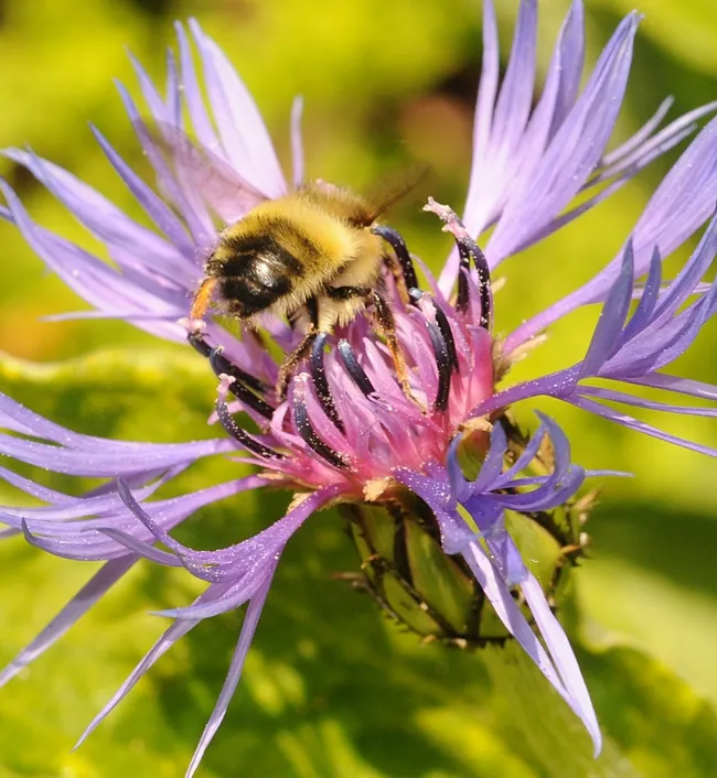 Bottoms Up--A bumble bee (Bombus flavifrons) inside a perennial coneflower (Centaurea montana). (Photo by Kathy Keatley Garvey)