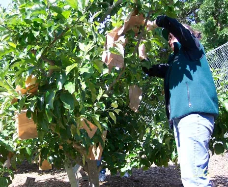 Bagging fruit