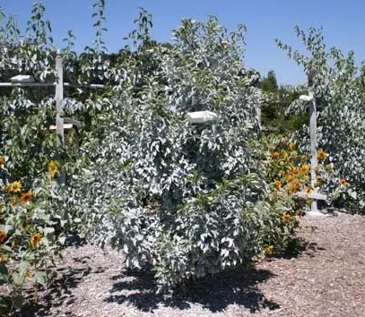 Trees sprayed with kaolin clay
