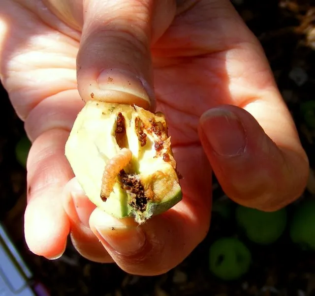 Codling moth larva (worm)