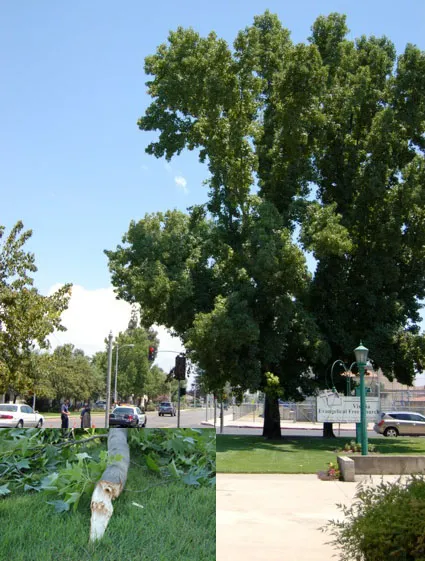 Typical liquidambar branch failure. Photo: B. Kempf