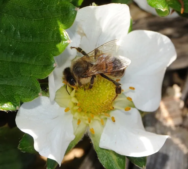 Honey bee pollinating a strawberry blossom. (Photo by Kathy Keatley Garvey)