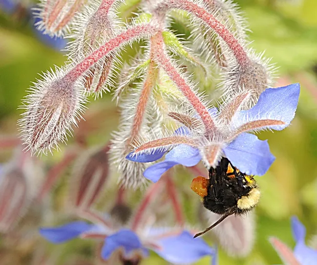 Yellow-faced bumble bee (Bombus vosnesenskii) takes a liking to borage. (Photo by Kathy Keatley Garvey)