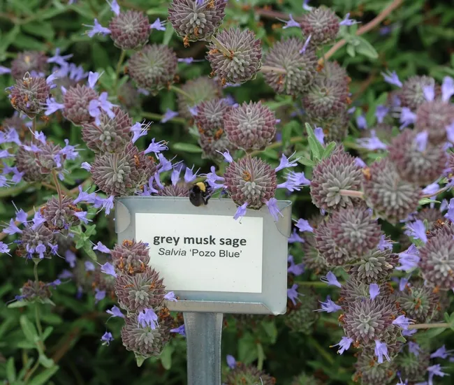 Black-faced bumble bee "posing" on grey musk sage. (Photo by Kathy Keatley Garvey)