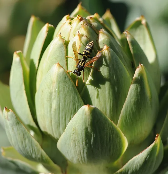 uropean paper wasp hunting for prey on an artichoke. (Photo by Kathy Keatley Garvey)