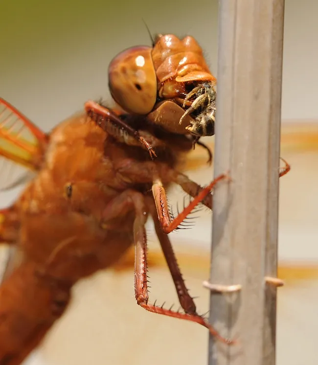 Flame skimmer munches on a female sweat bee of the genus Halictus. (Photo by Kathy Keatley Garvey)