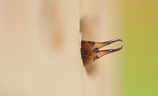 Earwig inside a blue orchard bee condo, which has larger holes than one for leafcutting bees. (Photo by Kathy Keatley Garvey)