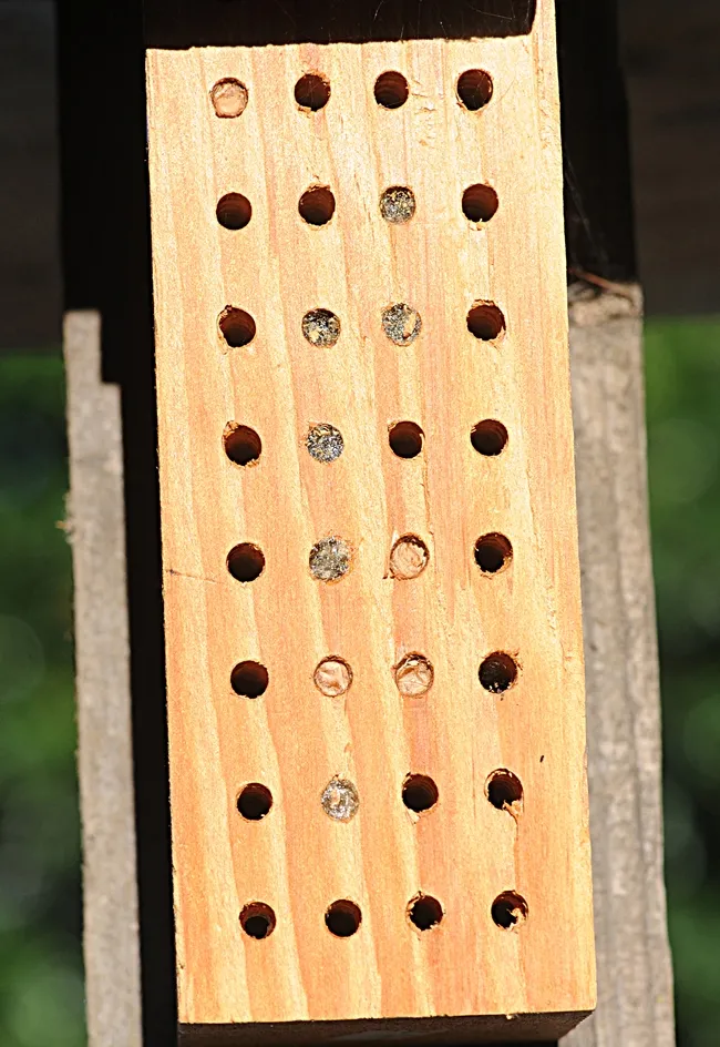 Bee condo for leafcutting bees has 10 tenants. It is about the size of a brick. It has smaller holes than those for blue orchard bees. (Photo by Kathy Keatley Garvey)