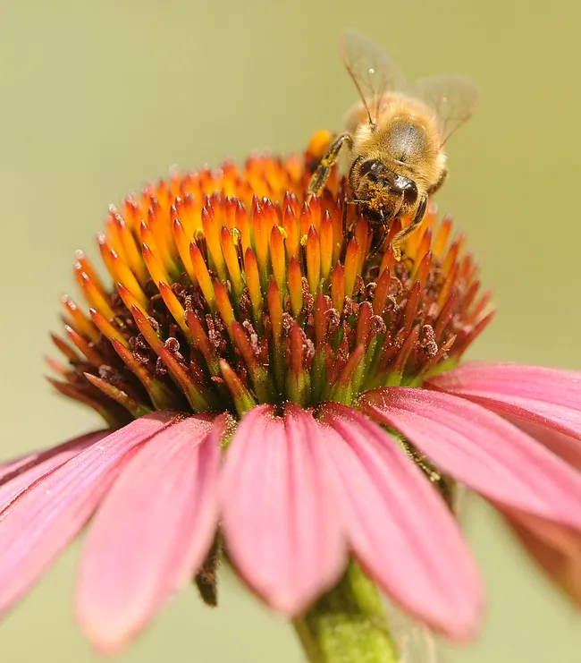 Pollen-laden honey bee climbs over the head of a purple coneflower. (Photo by Kathy Keatley Garvey)