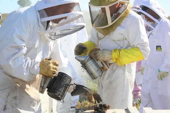 Beekeeper John Miller (right, with yellow gloves and smoker) tending his hives. Copyrighted photo, 2010, by Melody Owen, used with permission.