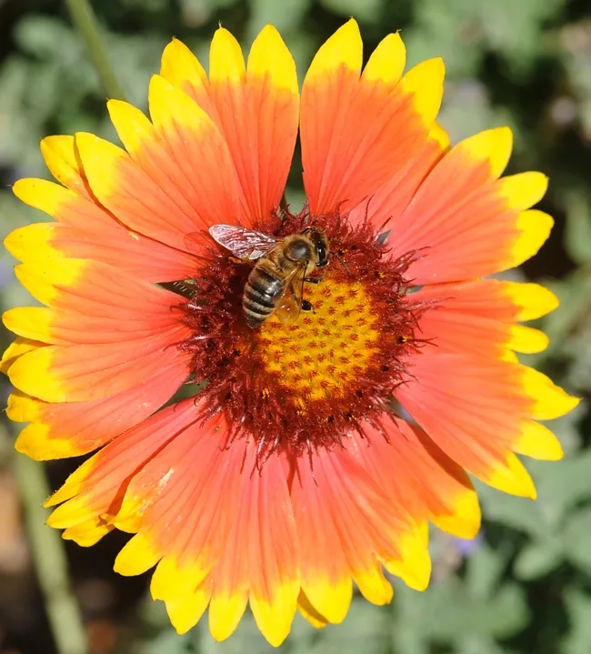 Honey bee on gallardia. (Photo by Kathy Keatley Garvey)