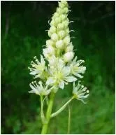 Meadow deathcamas (Zygadenus venenosus) from http://www.wssa.net/WSSA/PressRoom/PhotosPoisonousWeeds/DEATHCAMAS2_cropped.jpg