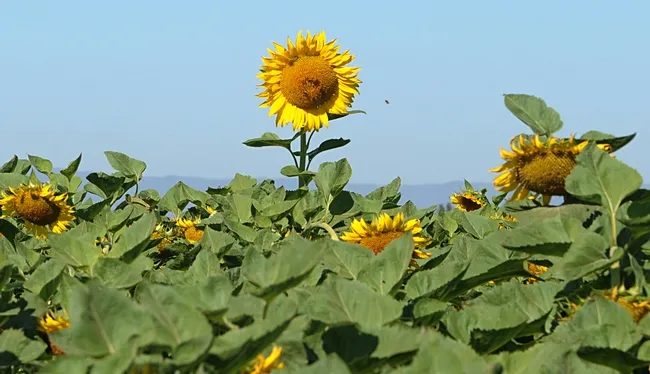 Head's up! A lone sunflower head towers above the field as bees buzz toward it. (Photo by Kathy Keatley Garvey)