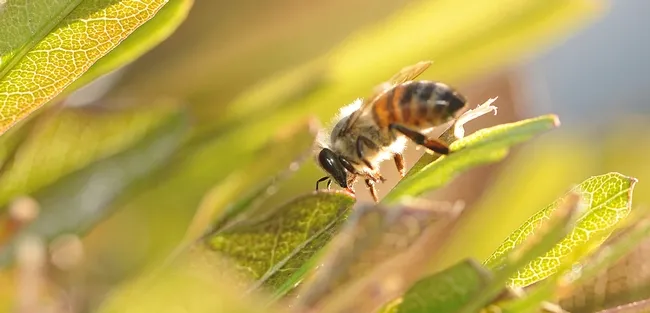 Backlit honey bee on a purple hopseed bush. (Photo by Kathy Keatley Garvey)